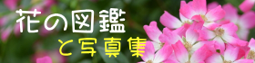 花の図鑑と写真集